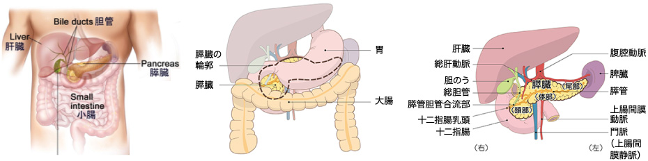 膵臓はどんな臓器？