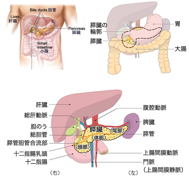 膵臓はどんな臓器？